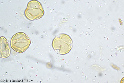 Lobelia nicotianifolia - lame n° 5192