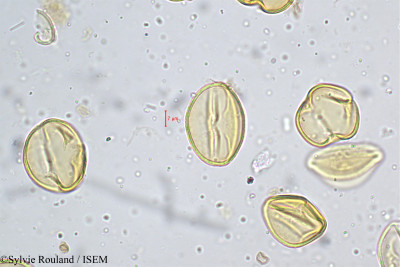 Lobelia nicotianifolia - lame n° 5192