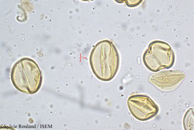 Lobelia nicotianifolia - lame n° 5192
