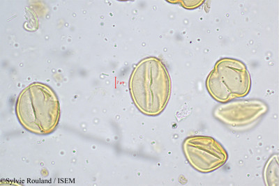 Lobelia nicotianifolia - lame n° 5192