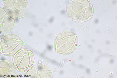 Lobelia nicotianifolia - lame n° 5576