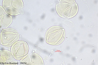 Lobelia nicotianifolia - lame n° 5576