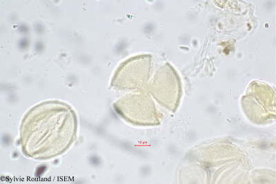 Lobelia nicotianifolia - lame n° 5576