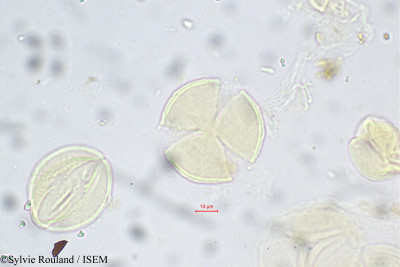 Lobelia nicotianifolia - lame n° 5576