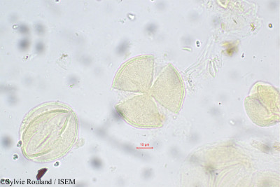 Lobelia nicotianifolia - lame n° 5576