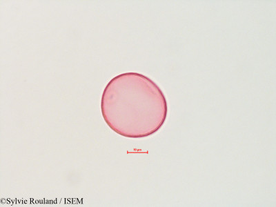 Sylvie.Rouland/Lolium_multiflorum_4499/Lolium_multiflorum_4499_0001(copy)_thumb.jpg