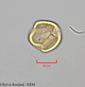 Lonchocarpus benthamianus - lame n° 47290