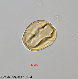 Lonchocarpus benthamianus - lame n° 47290