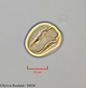 Lonchocarpus benthamianus - lame n° 47290