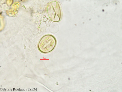 Sylvie.Rouland/Lonchocarpus_madagascariensis_2761/Lonchocarpus_madagascariensis_2761_0001(copy)_thumb.jpg