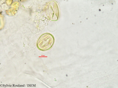 Lonchocarpus madagascariensis - lame n° 2761