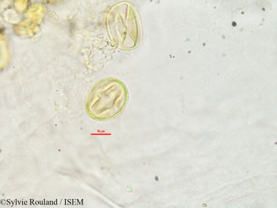 Lonchocarpus madagascariensis - lame n° 2761