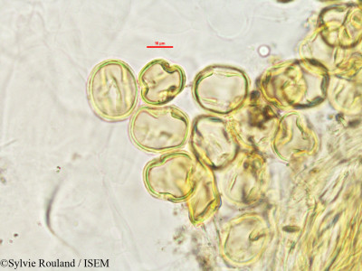 Lonchocarpus madagascariensis - lame n° 2761