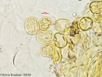 Lonchocarpus madagascariensis - lame n° 2761