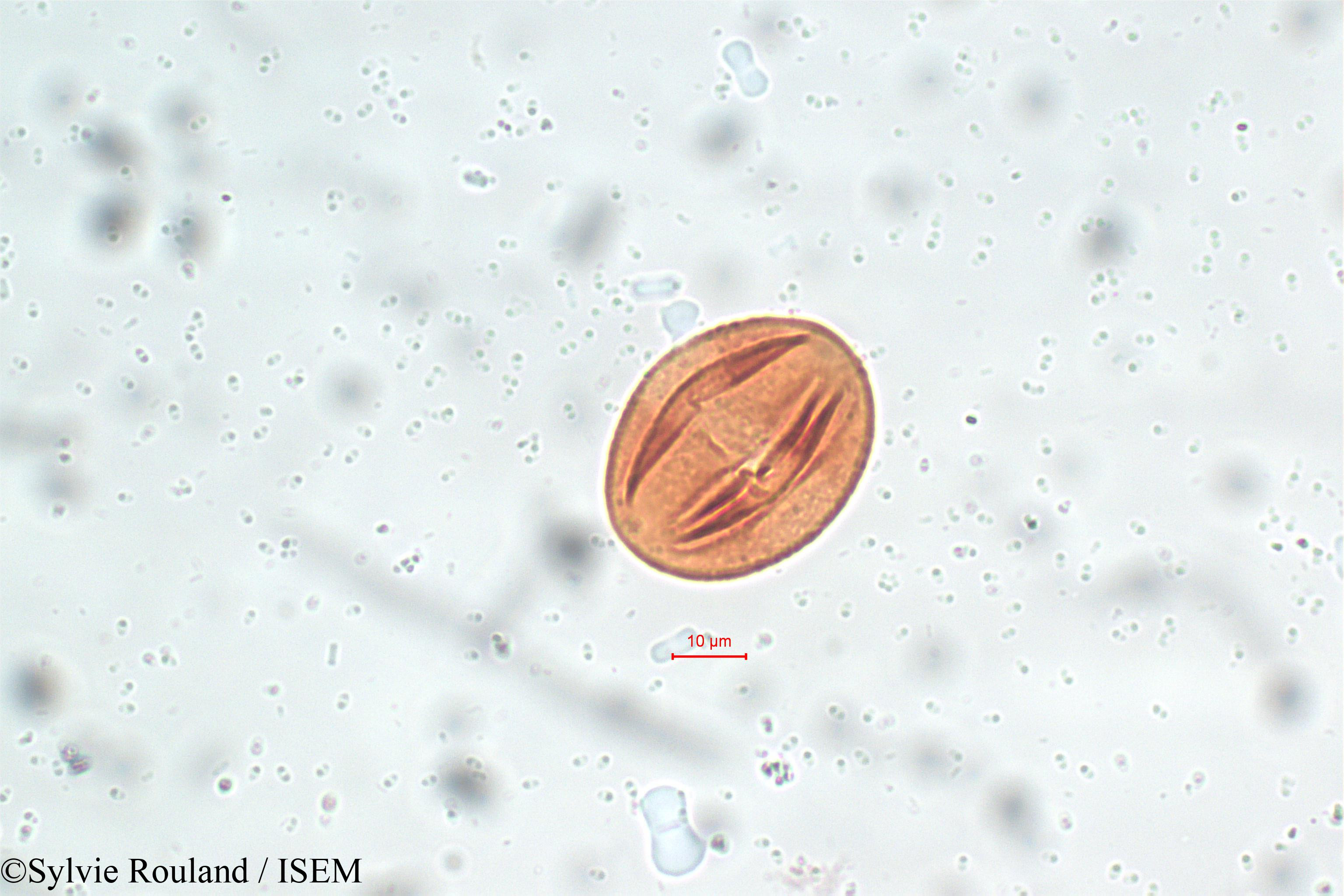 Sylvie.Rouland/Lonchocarpus_sepium_5826/Lonchocarpus_sepium_5826_0002(copy).jpg