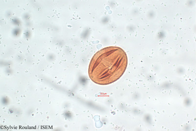 Lonchocarpus sepium - lame n° 5826