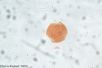 Lonchocarpus sepium - lame n° 5826