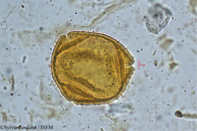 Lonicera ligustrina - lame n° 5008