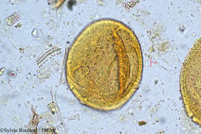 Lonicera ligustrina - lame n° 5008