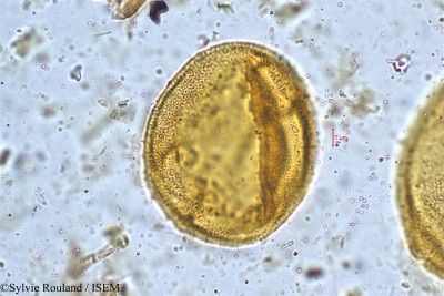 Lonicera ligustrina - lame n° 5008