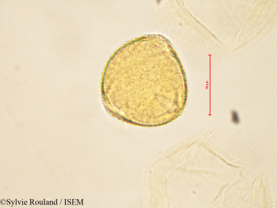 Sylvie.Rouland/Lonicera_periclymenum_4133/Lonicera_periclymenum_4133_0001(copy)_thumb.jpg