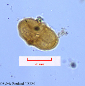 Sylvie.Rouland/Lophosciadium_meifolium_1172/Lophosciadium_meifolium_1172_0001(copy)_thumb.jpg