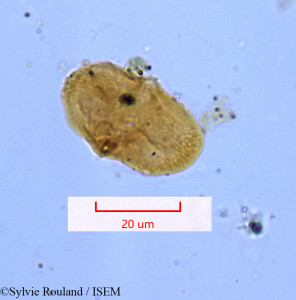 Lophosciadium meifolium - lame n° 1172