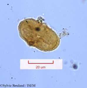 Lophosciadium meifolium - lame n° 1172