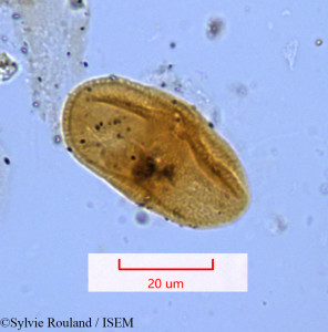 Lophosciadium meifolium - lame n° 1172
