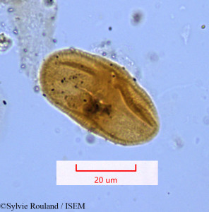 Lophosciadium meifolium - lame n° 1172