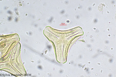 Sylvie.Rouland/Loranthus_globosus_5634/Loranthus_globosus_5634_0001(copy)_thumb.jpg