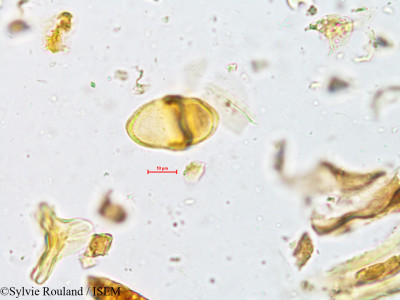 Sylvie.Rouland/Loranthus_obtusatus_4924/Loranthus_obtusatus_4924_0001(copy)_thumb.jpg