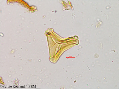 Sylvie.Rouland/Loranthus_recurvus_4941/Loranthus_recurvus_4941_0001(copy)_thumb.jpg