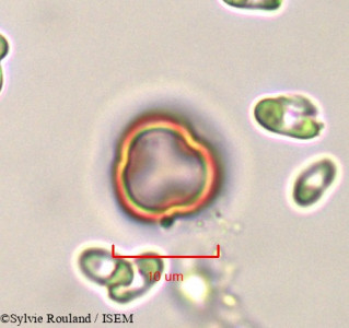 Lotus jolyi - lame n° 761