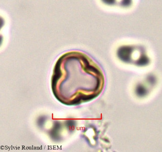 Lotus jolyi - lame n° 761