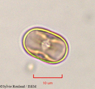 Lotus jolyi - lame n° 761