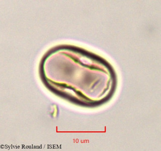 Lotus jolyi - lame n° 761