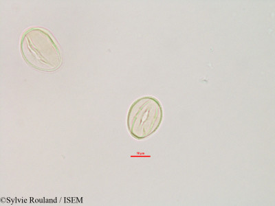 Sylvie.Rouland/Ludia_boinensis_3197/Ludia_boinensis_3197_0001(copy)_thumb.jpg