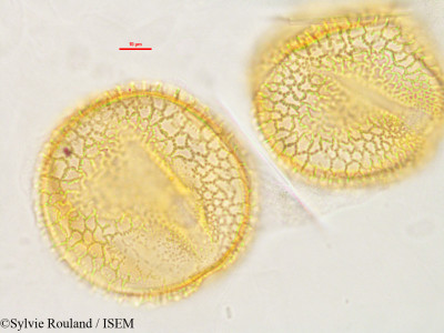 Sylvie.Rouland/Luffa_cylindrica_2848/Luffa_cylindrica_2848_0001(copy)_thumb.jpg
