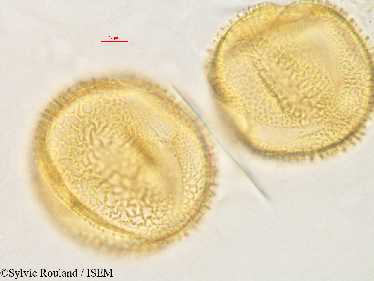 Sylvie.Rouland/Luffa_cylindrica_2848/Luffa_cylindrica_2848_0002(copy).jpg