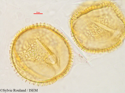 Luffa cylindrica - lame n° 2848