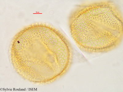 Luffa cylindrica - lame n° 2848