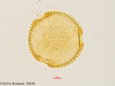 Luffa cylindrica - lame n° 2848