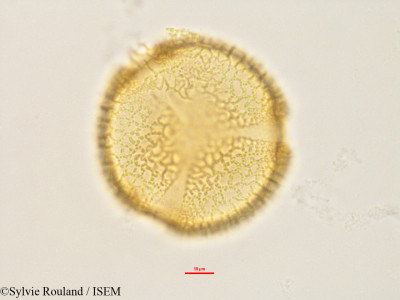 Luffa cylindrica - lame n° 2848