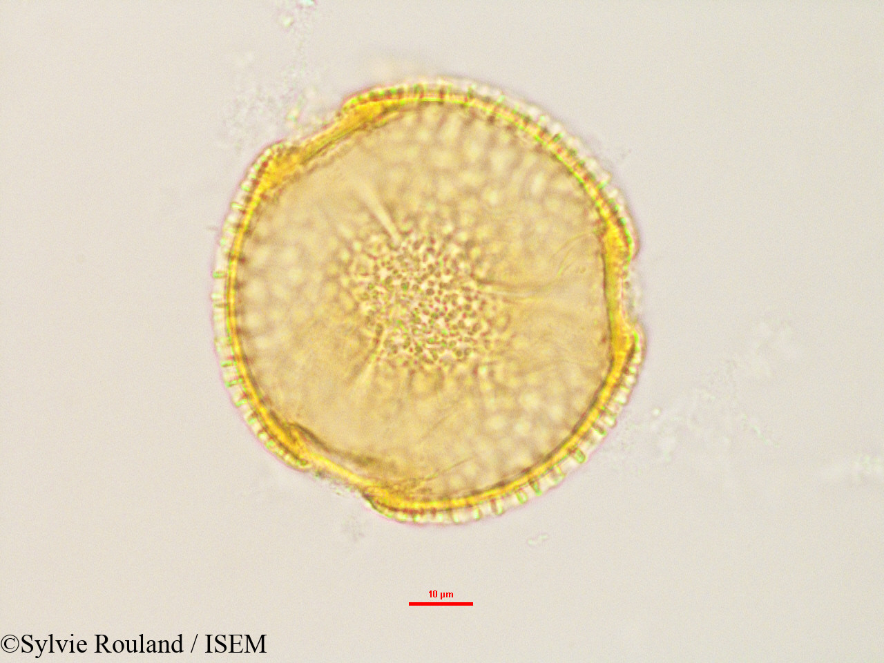 Sylvie.Rouland/Luffa_cylindrica_2848/Luffa_cylindrica_2848_0007(copy).jpg