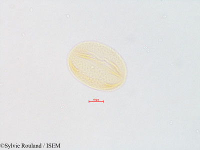 Lupinus - lame n° 4828