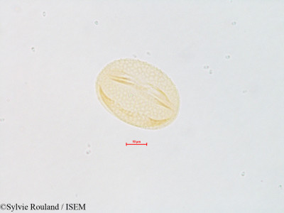 Lupinus - lame n° 4828