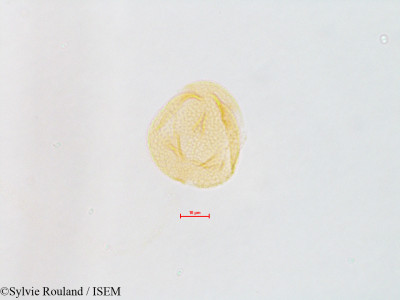 Lupinus - lame n° 4828