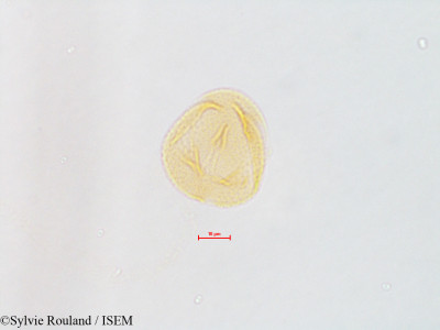 Lupinus - lame n° 4828