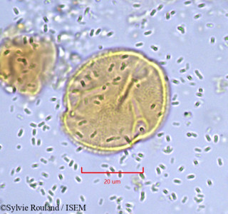 Sylvie.Rouland/Lychnodiscus_dananensis_853/Lychnodiscus_dananensis_853_0001(copy)_thumb.jpg